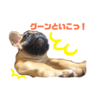 フレンチブルドッグLOCO4（個別スタンプ：1）
