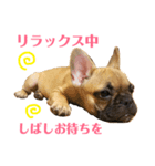 フレンチブルドッグLOCO4（個別スタンプ：4）