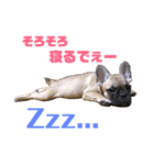 フレンチブルドッグLOCO4（個別スタンプ：5）