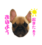 フレンチブルドッグLOCO4（個別スタンプ：6）