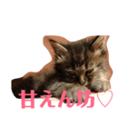 猫'sスタンプ（個別スタンプ：1）