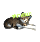 猫'sスタンプ（個別スタンプ：3）