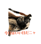 猫'sスタンプ（個別スタンプ：4）