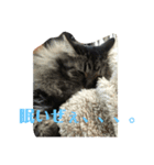 猫'sスタンプ（個別スタンプ：5）