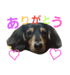 こんぶさん（個別スタンプ：1）