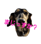 こんぶさん（個別スタンプ：3）