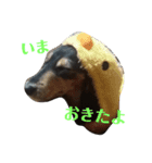 こんぶさん（個別スタンプ：7）