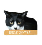 ハチワレ猫ビッケの一言集（個別スタンプ：3）