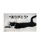 ハチワレ猫ビッケの一言集（個別スタンプ：7）