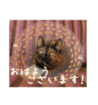 momo＆hatti（個別スタンプ：1）