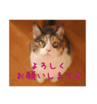 momo＆hatti（個別スタンプ：3）