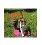momo＆hatti（個別スタンプ：5）
