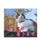 momo＆hatti（個別スタンプ：7）