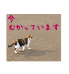 momo＆hatti（個別スタンプ：10）