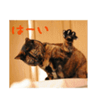 momo＆hatti（個別スタンプ：12）