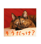 momo＆hatti（個別スタンプ：17）