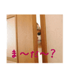 momo＆hatti（個別スタンプ：20）