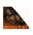 momo＆hatti（個別スタンプ：21）