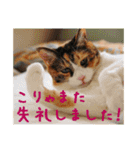 momo＆hatti（個別スタンプ：22）