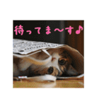 momo＆hatti（個別スタンプ：31）