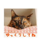 momo＆hatti（個別スタンプ：32）