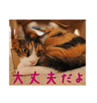 momo＆hatti（個別スタンプ：33）