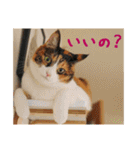 momo＆hatti（個別スタンプ：34）