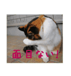 momo＆hatti（個別スタンプ：35）
