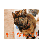 momo＆hatti（個別スタンプ：36）