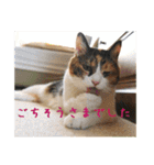 momo＆hatti（個別スタンプ：38）