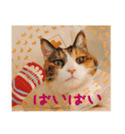 momo＆hatti（個別スタンプ：40）
