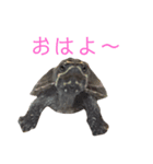 カメ太スタンプ（個別スタンプ：6）