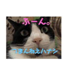 金原家の動物（個別スタンプ：4）
