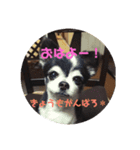 金原家の動物（個別スタンプ：5）