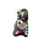 金原家の動物（個別スタンプ：7）