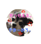 金原家の動物（個別スタンプ：8）