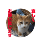 パトラとチョビ太2（個別スタンプ：1）
