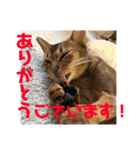 パトラとチョビ太2（個別スタンプ：3）
