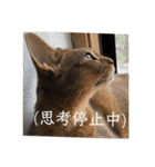 パトラとチョビ太2（個別スタンプ：9）