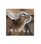 パトラとチョビ太2（個別スタンプ：11）