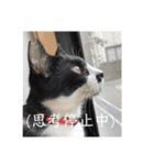 パトラとチョビ太2（個別スタンプ：12）