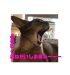 パトラとチョビ太2（個別スタンプ：15）