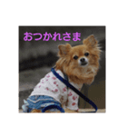 ちわわのほっくん（個別スタンプ：1）