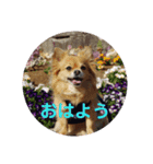 ちわわのほっくん（個別スタンプ：2）