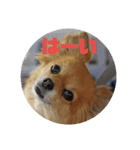 ちわわのほっくん（個別スタンプ：3）