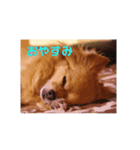 ちわわのほっくん（個別スタンプ：4）