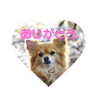 ちわわのほっくん（個別スタンプ：5）