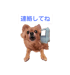 ちわわのほっくん（個別スタンプ：7）