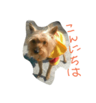 ヨークシャーテリアのテリー（個別スタンプ：2）