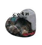ヨークシャーテリアのテリー（個別スタンプ：8）